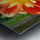 Dahlia Metal print