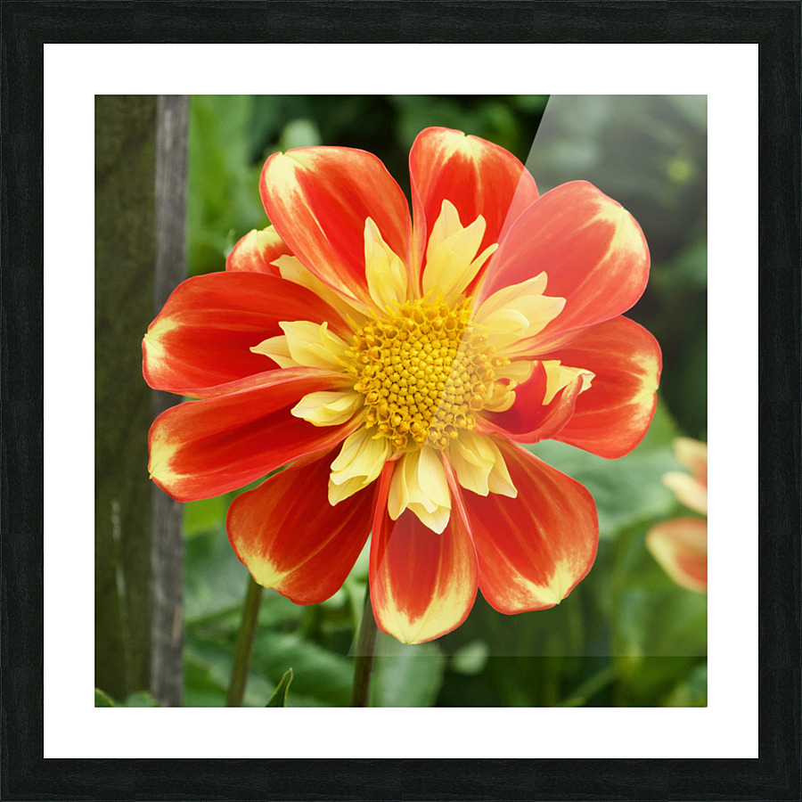 Dahlia Picture Frame print