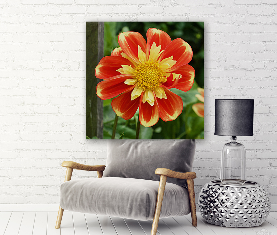 Dahlia Reproduction