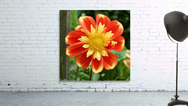 Dahlia Wall Preview