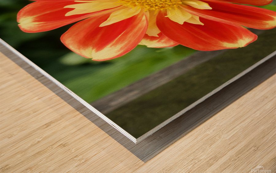 Dahlia Wood print