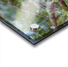 Barred Owl face forward perched in tree Acrylic print