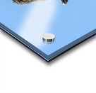 Perched hummingbird waving foot Acrylic print