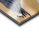 American Crow bending over for crumbs Acrylic print