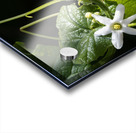 Wild cucumber Blossom close up Acrylic print