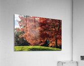 Backlit tree with fall foliage Acrylic Print