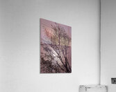 Silhouetted trees Ilwaco Harbor Acrylic Print