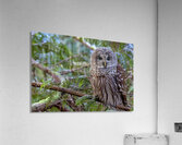 Barred Owl face forward perched in tree Acrylic Print
