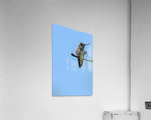 Perched hummingbird waving foot Acrylic Print