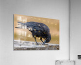 American Crow bending over for crumbs Acrylic Print