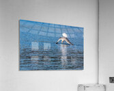 Gulls Dramatic Dive Acrylic Print