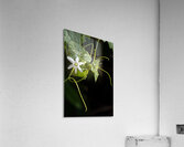 Wild cucumber Blossom close up Acrylic Print