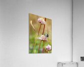Bumblebee with pollen on head Acrylic Print