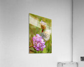 California Ringlet Butterfly Acrylic Print