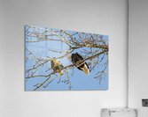 Bald Eagle pair looking into each others eyes Acrylic Print