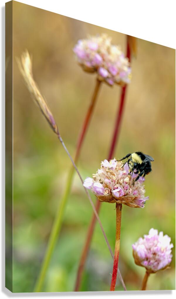 Bumblebee with pollen on head Canvas Print