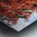 Backlit tree with fall foliage Metal print