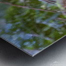 Barred Owl face forward perched in tree Metal print