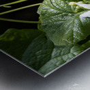 Wild cucumber Blossom close up Metal print