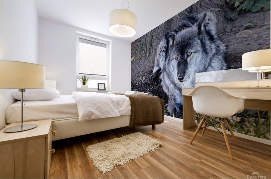 Gray Wolf resting beneath a tree Mural print