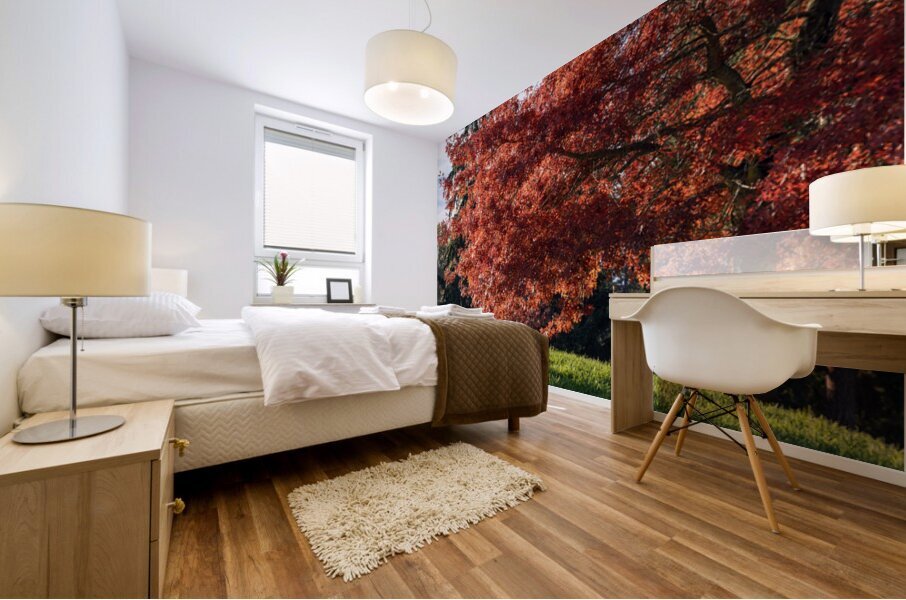 Backlit tree with fall foliage Mural print