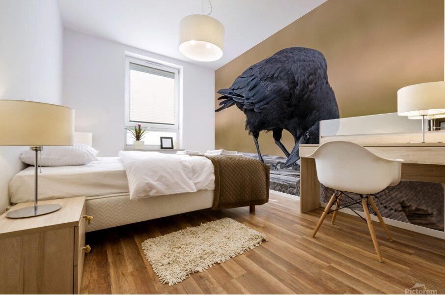 American Crow bending over for crumbs Mural print