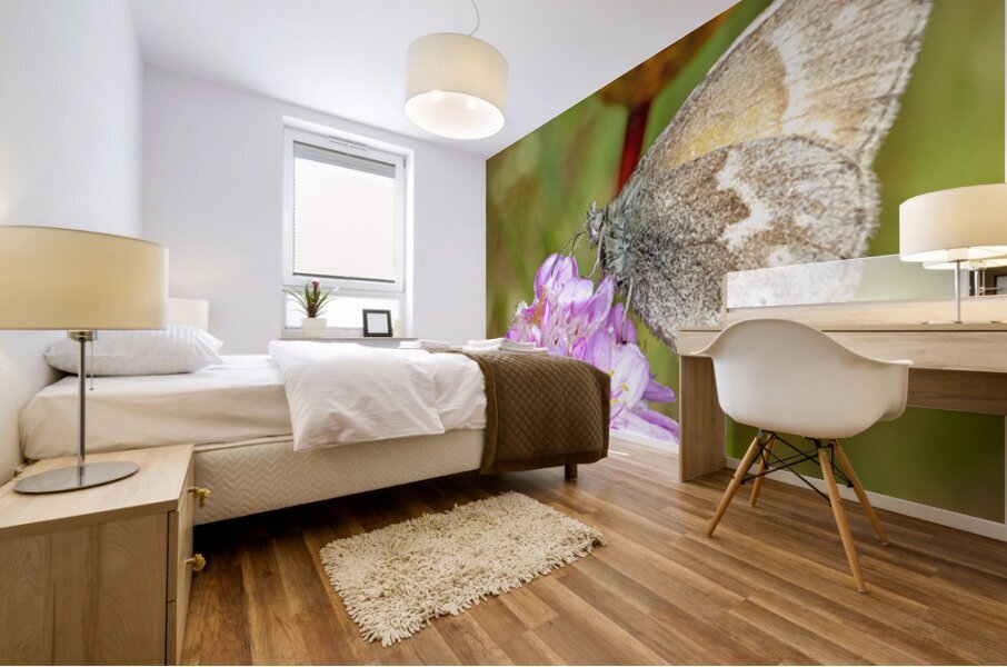 California Ringlet Butterfly Mural print