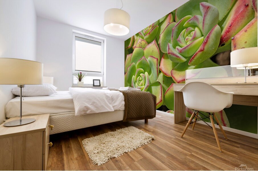 Echevaria macro Mural print