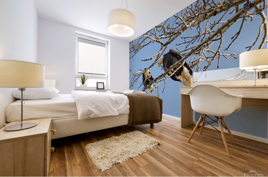 Bald Eagle pair looking into each others eyes Mural print