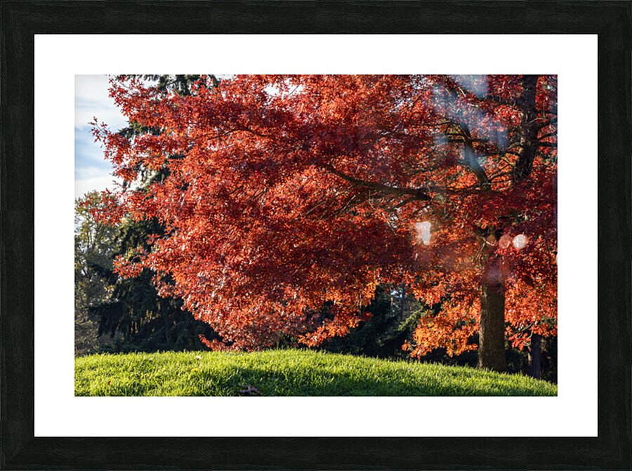 Backlit tree with fall foliage Picture Frame print