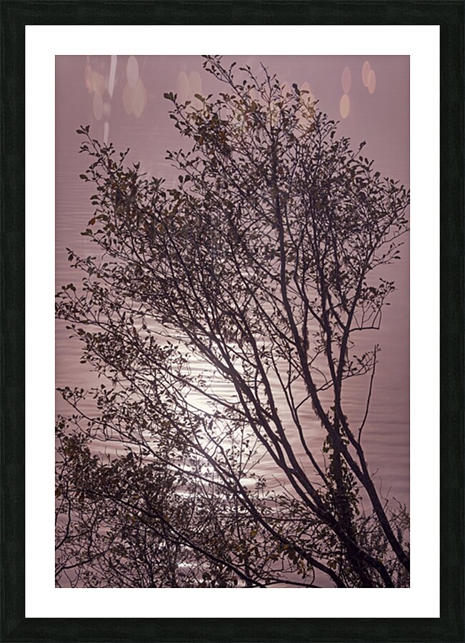 Silhouetted trees Ilwaco Harbor Picture Frame print