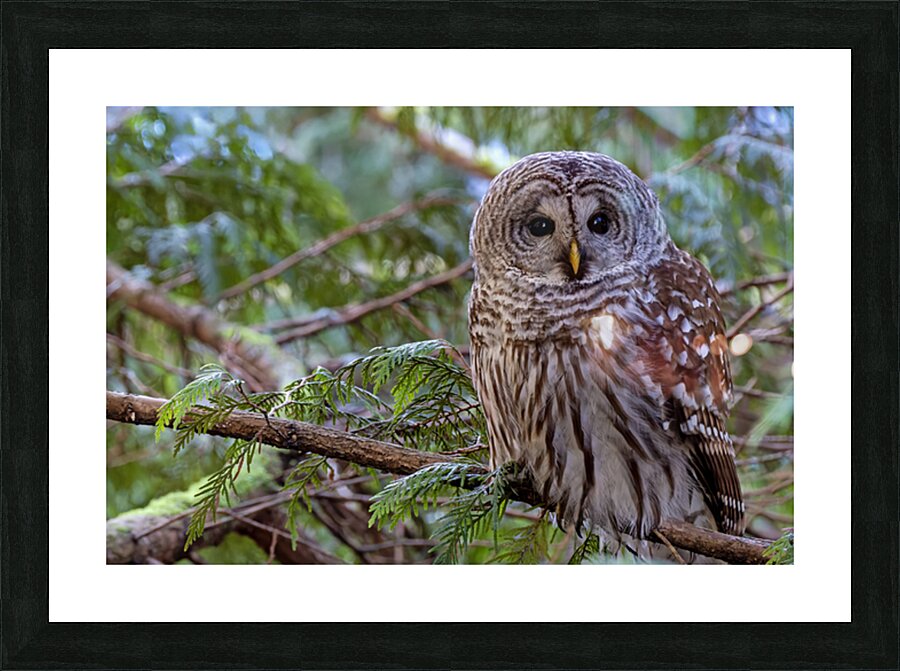 Barred Owl face forward perched in tree Picture Frame print