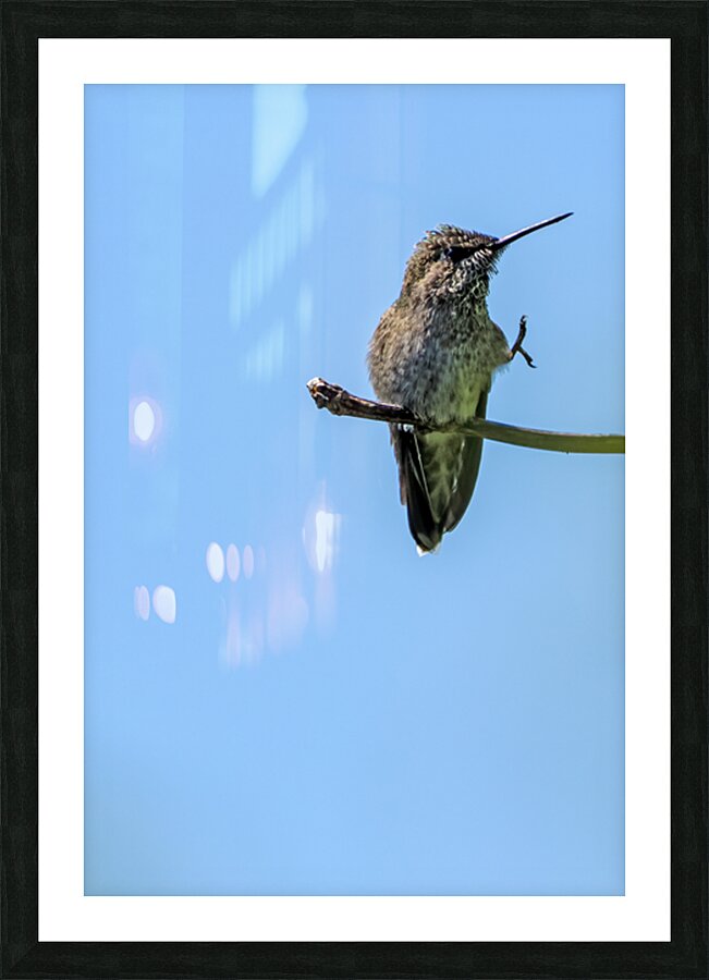 Perched hummingbird waving foot Picture Frame print
