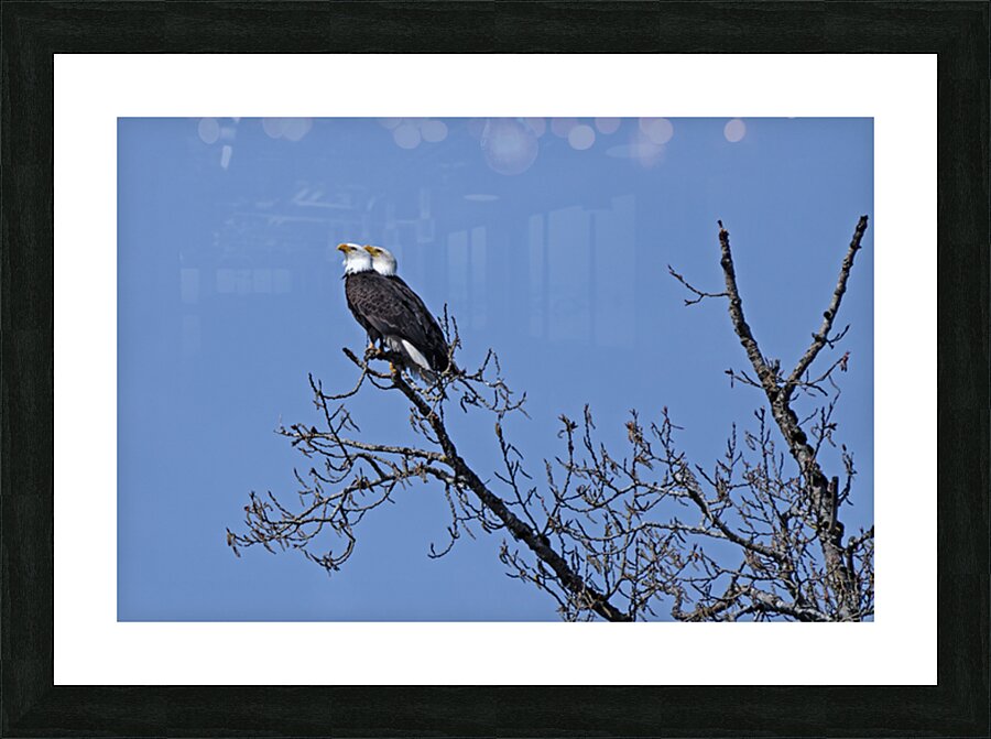 Bald Eagle Pair perfectly aligned Picture Frame print