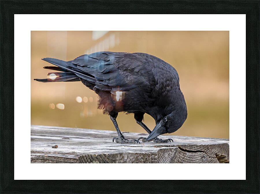 American Crow bending over for crumbs Picture Frame print