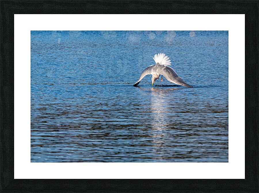 Gulls Dramatic Dive Picture Frame print
