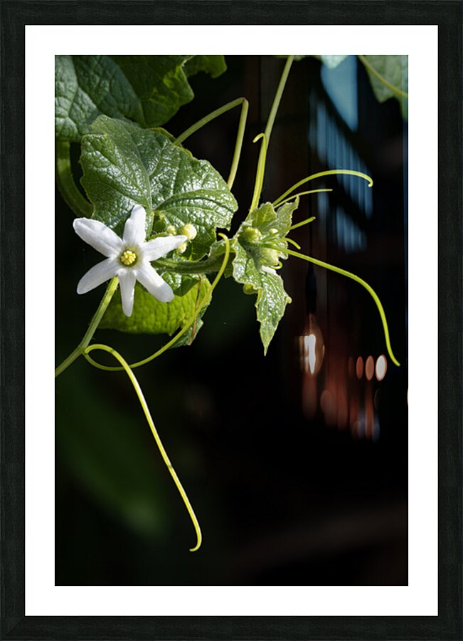 Wild cucumber Blossom close up Picture Frame print
