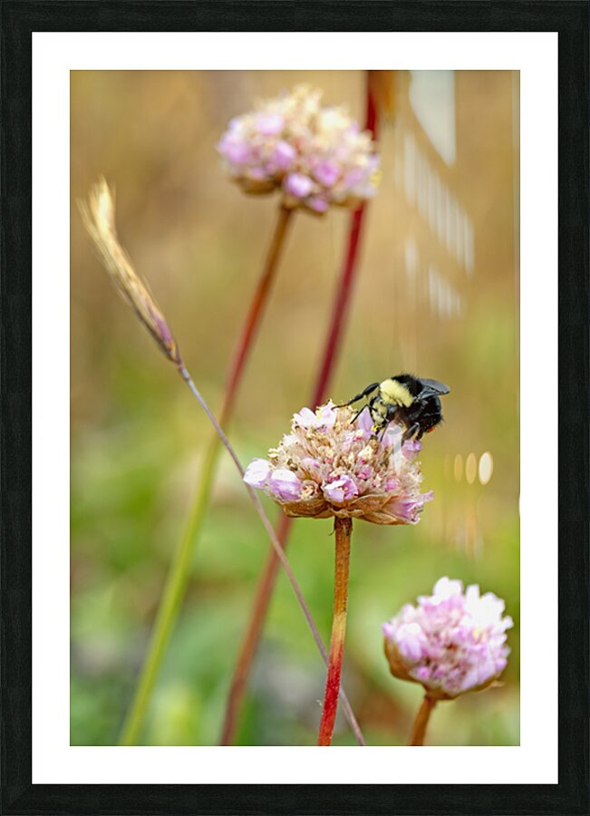 Bumblebee with pollen on head Picture Frame print