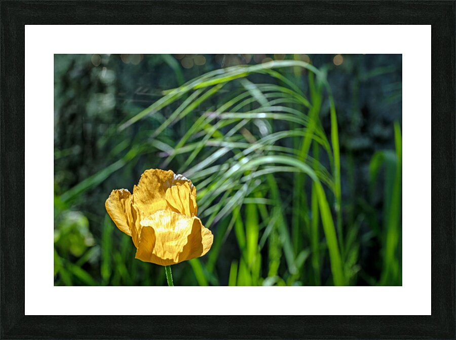 Backlit orange tulip Picture Frame print