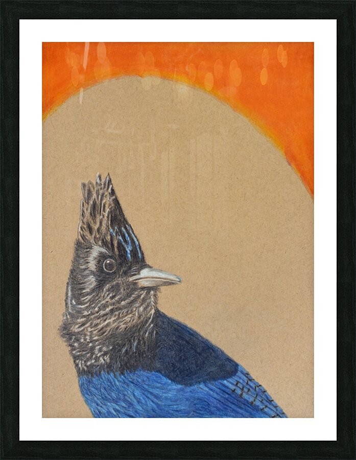 Blue Jay Picture Frame print