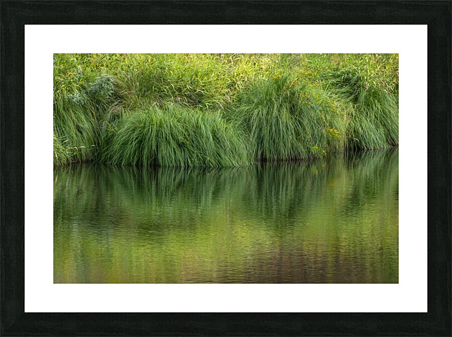 Dramatic green reflections of riverside plants Picture Frame print
