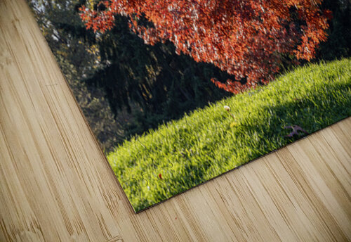 Backlit tree with fall foliage Lisa von Biela puzzle