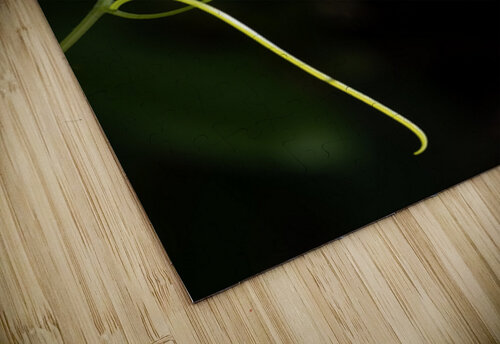 Wild cucumber Blossom close up Lisa von Biela puzzle