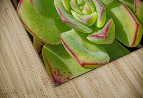 Echevaria macro Lisa von Biela puzzle