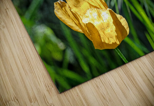 Backlit orange tulip Lisa von Biela puzzle