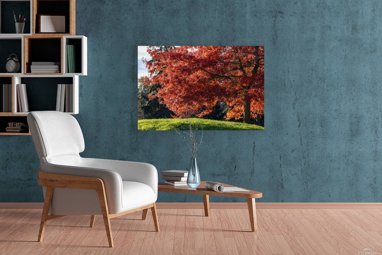 Backlit tree with fall foliage Reproduction