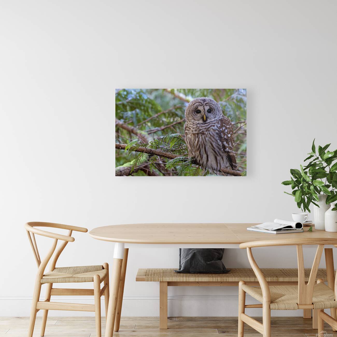 Barred Owl face forward perched in tree Reproduction