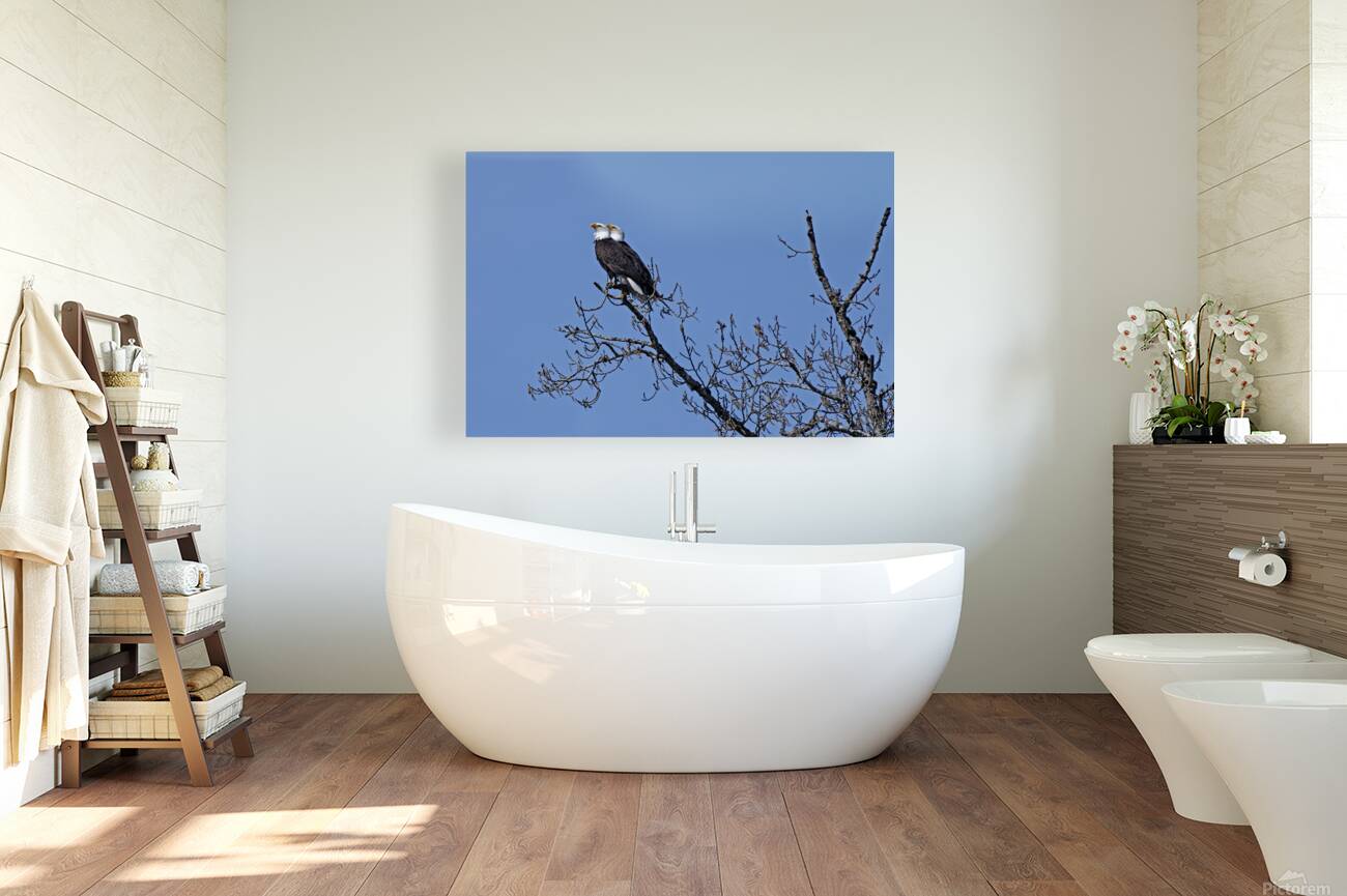 Bald Eagle Pair perfectly aligned Reproduction