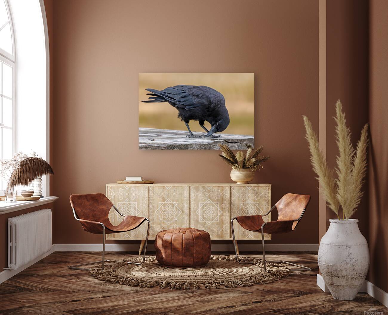 American Crow bending over for crumbs Reproduction