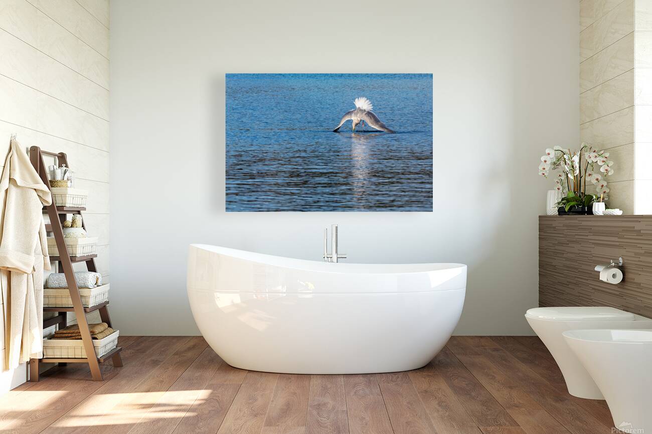 Gulls Dramatic Dive Reproduction